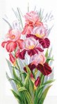 (image for) Triumph Of Irises Counted Cross Stitch Kit